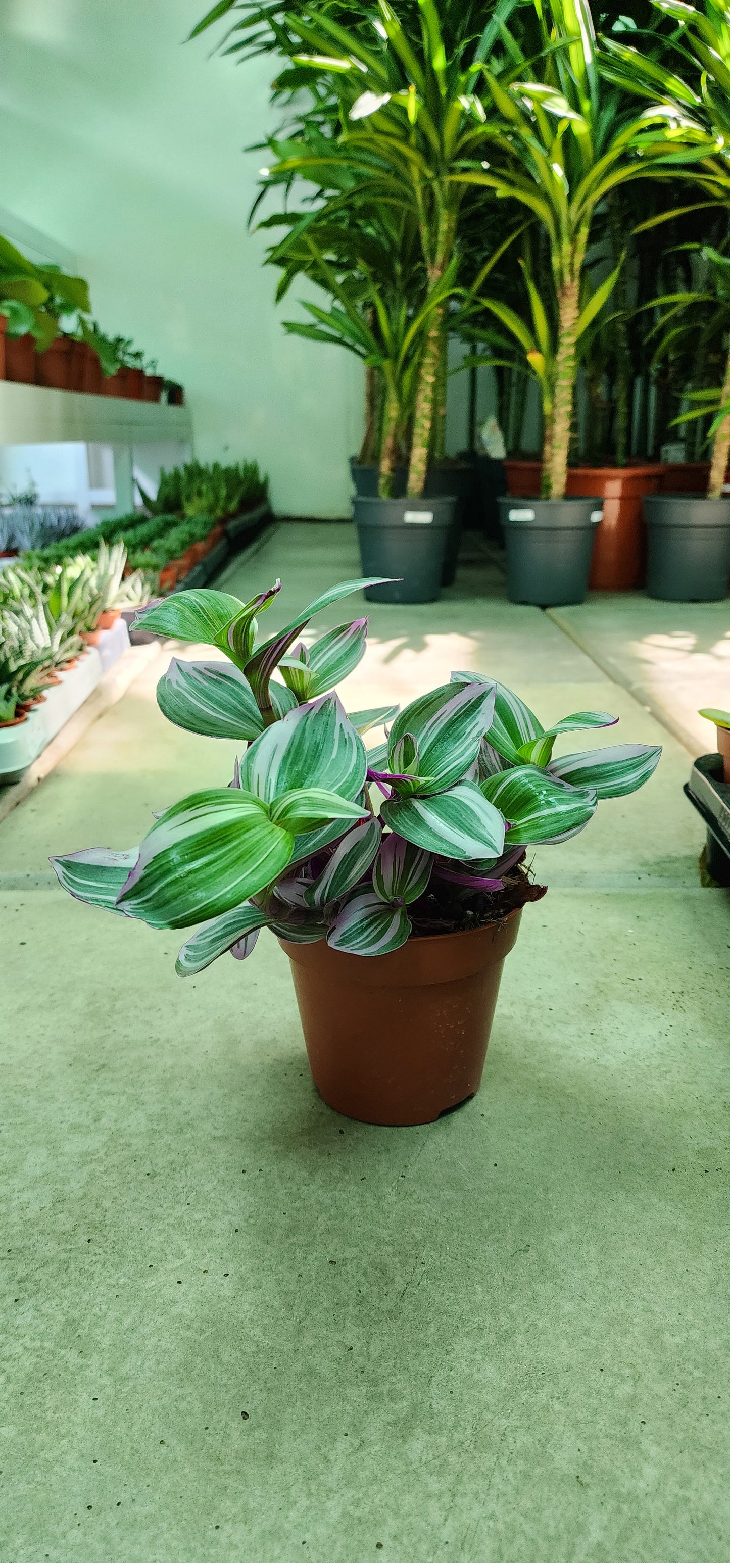 Tradescantia Nanouk 20cm