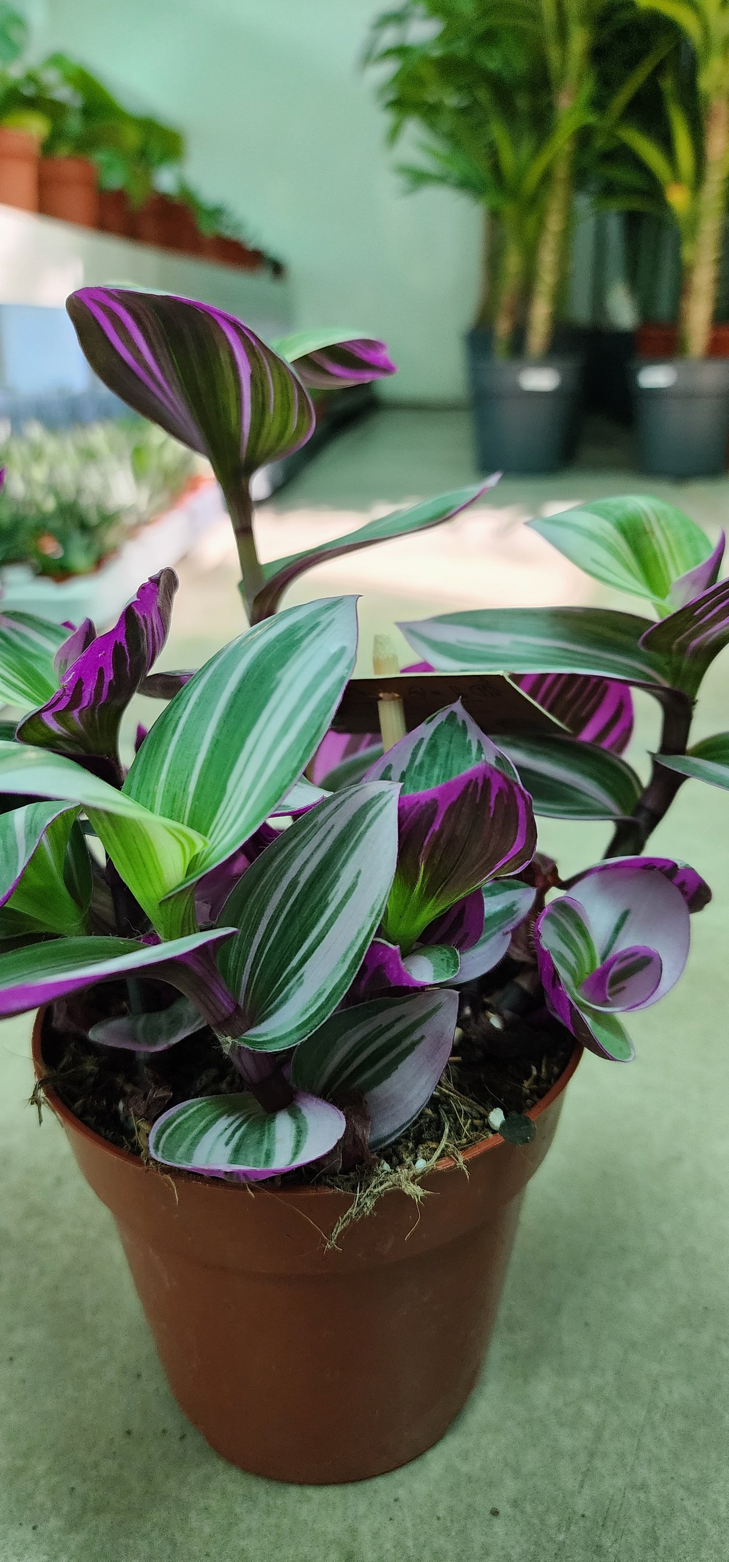 Tradescantia Nanouk 20cm