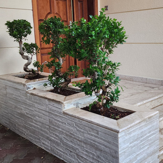 Ficus Bonsai Shape pack of 3 100cm