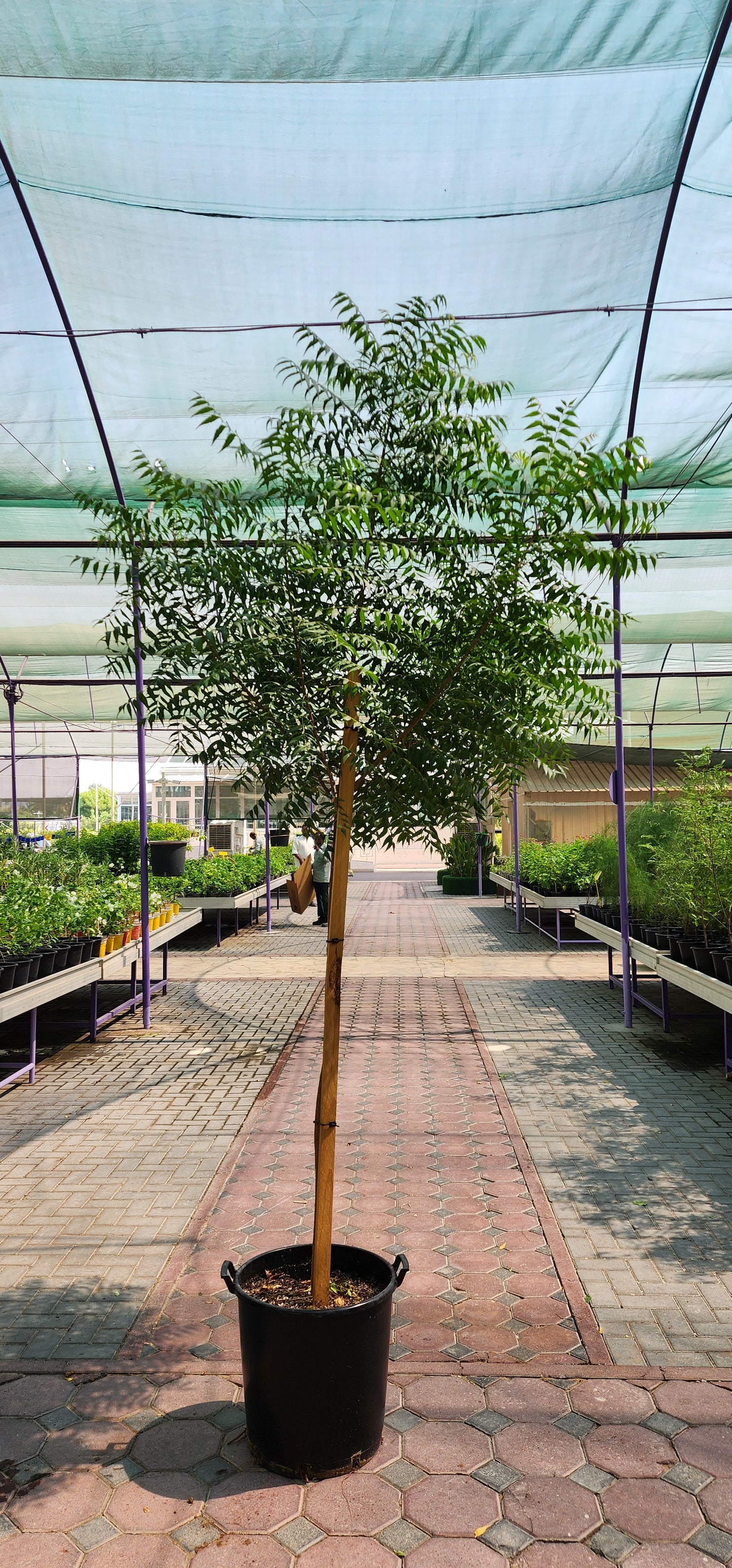 Neem Tree 280cm - 300cm Azadirachta indica