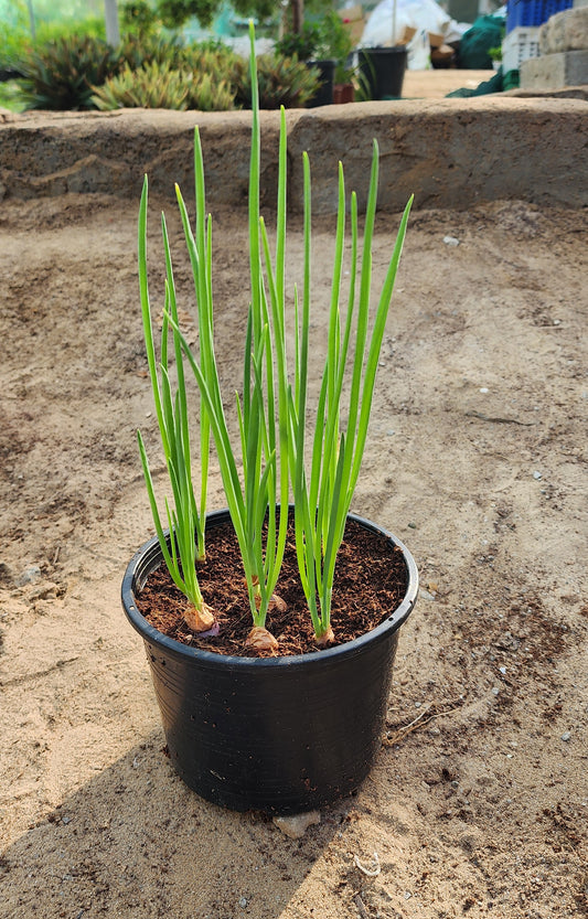 Spring Onion Plant Dubai