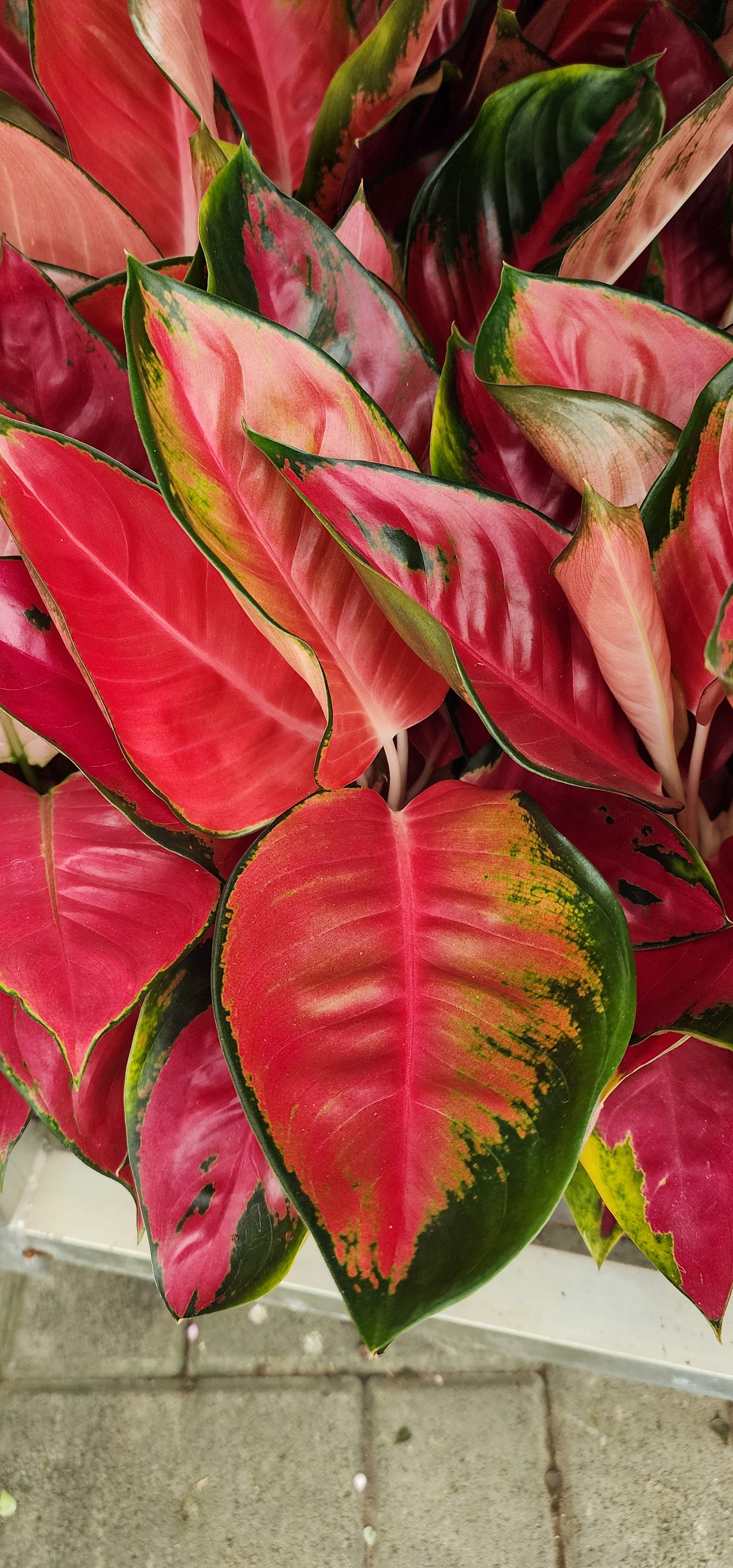 Aglaonema Pink Princess 35cm