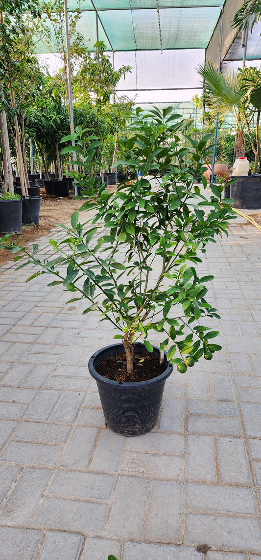 Lemon fruit plant 100cm