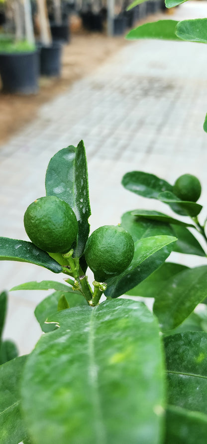 Lemon fruit plant 100cm