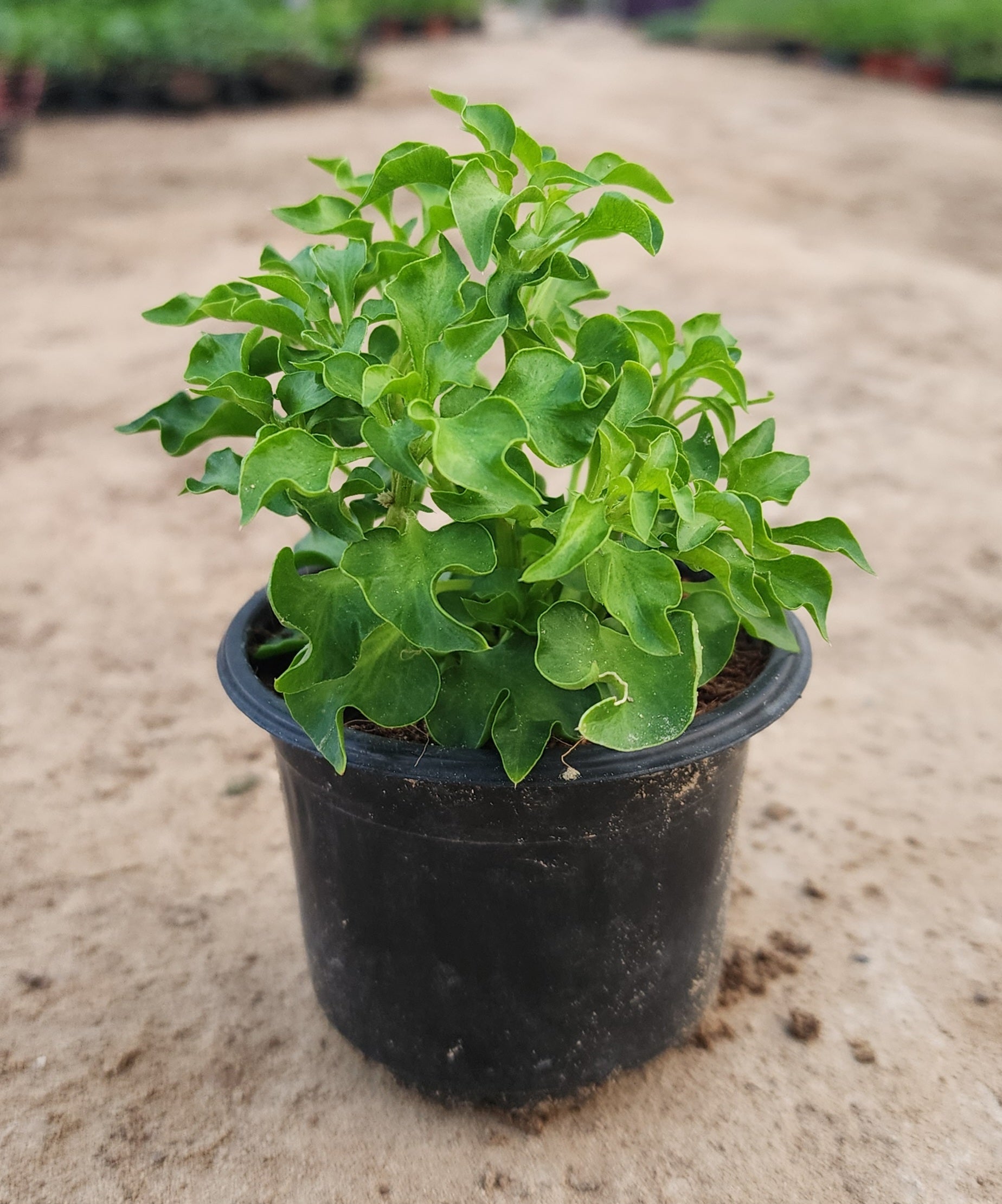 Alternanthera Green Plant 10cm