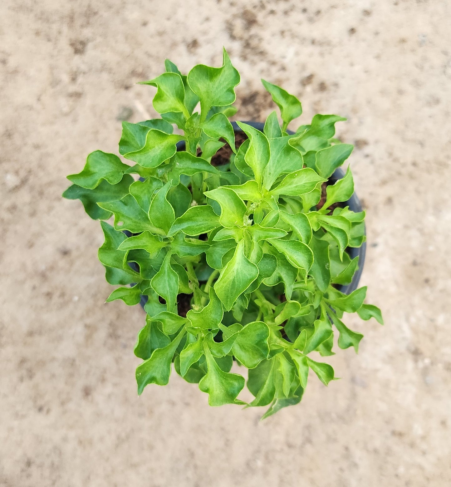 Alternanthera Green Plant 10cm