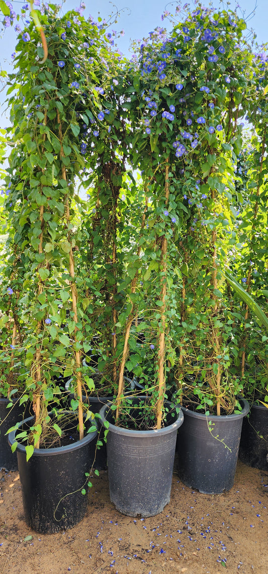 Jacquemontia Creeper Plant 180cm