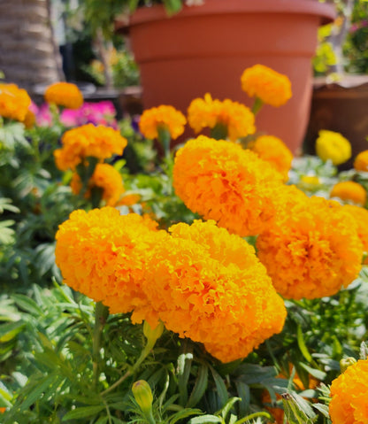 Marigold flower plant