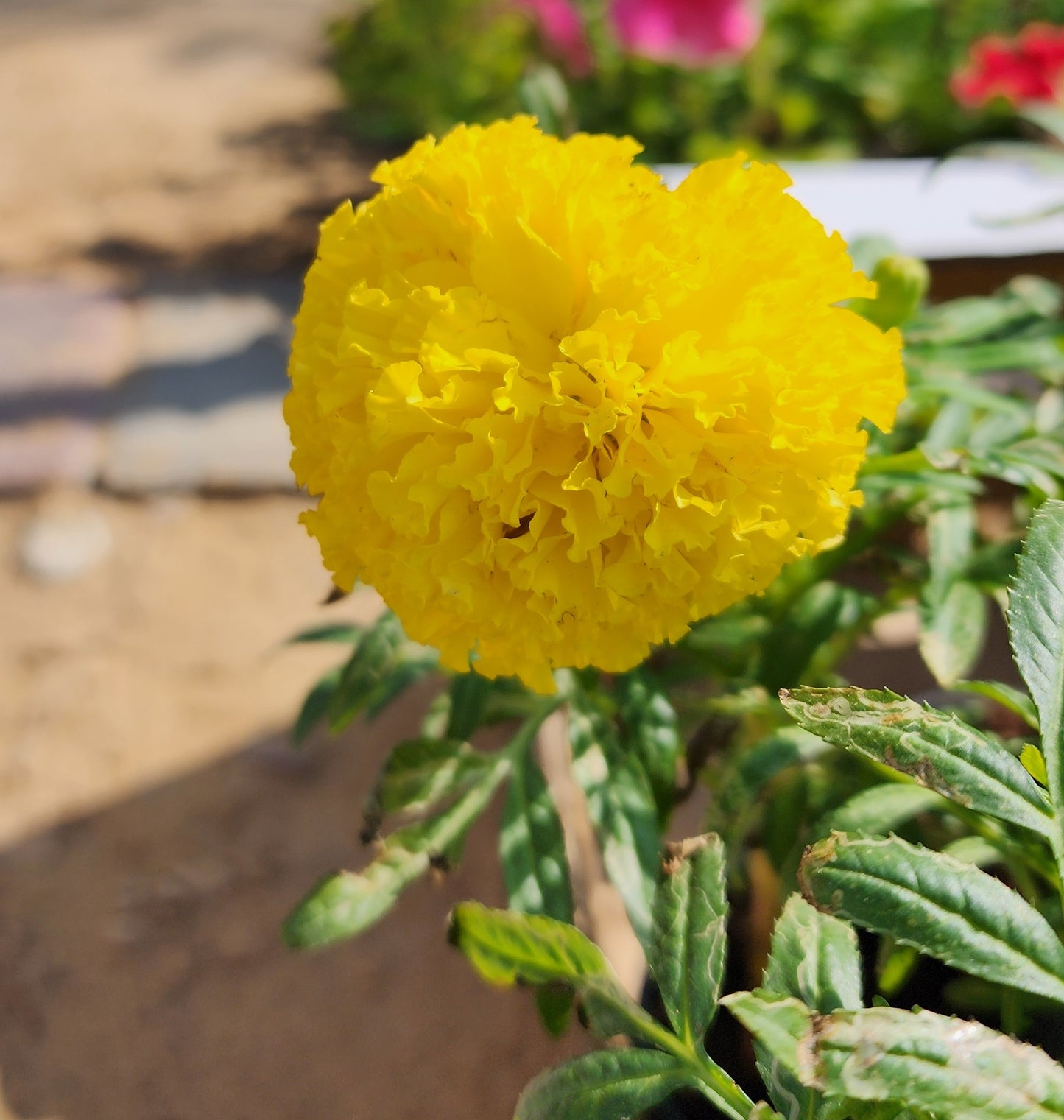 Marigold flower plant