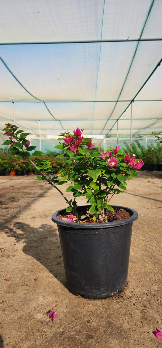 Bougainvillea Pink Pixi 40cm