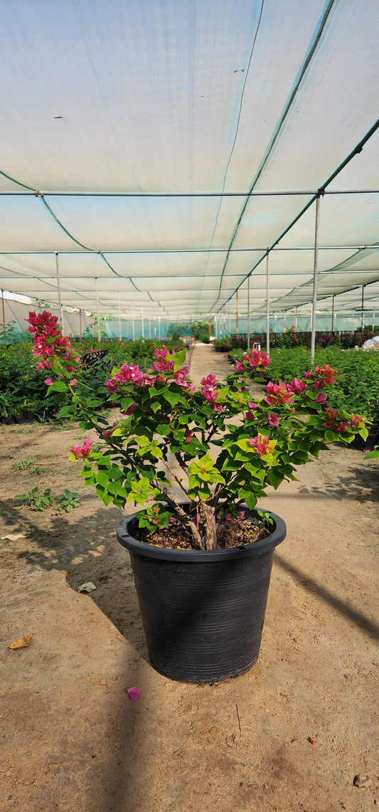 Bougainvillea Pink pixi 50cm - 60cm