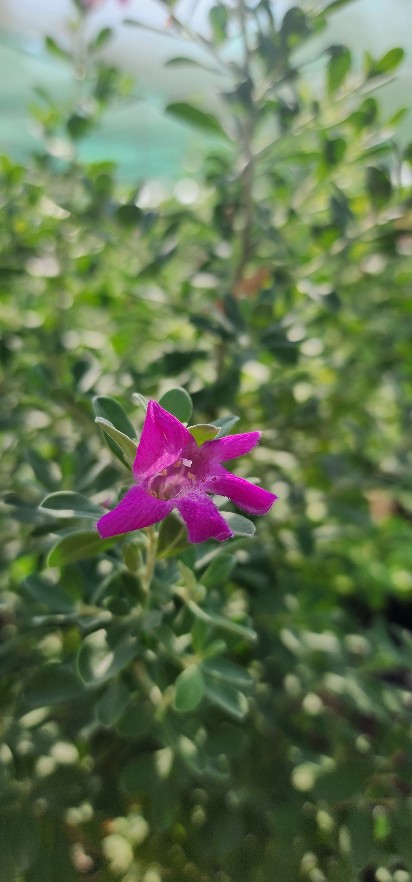 Leucophyllum " Texas sage Plant 40cm Dubai