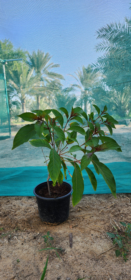 Hamelia Paten " fire bush " 40cm