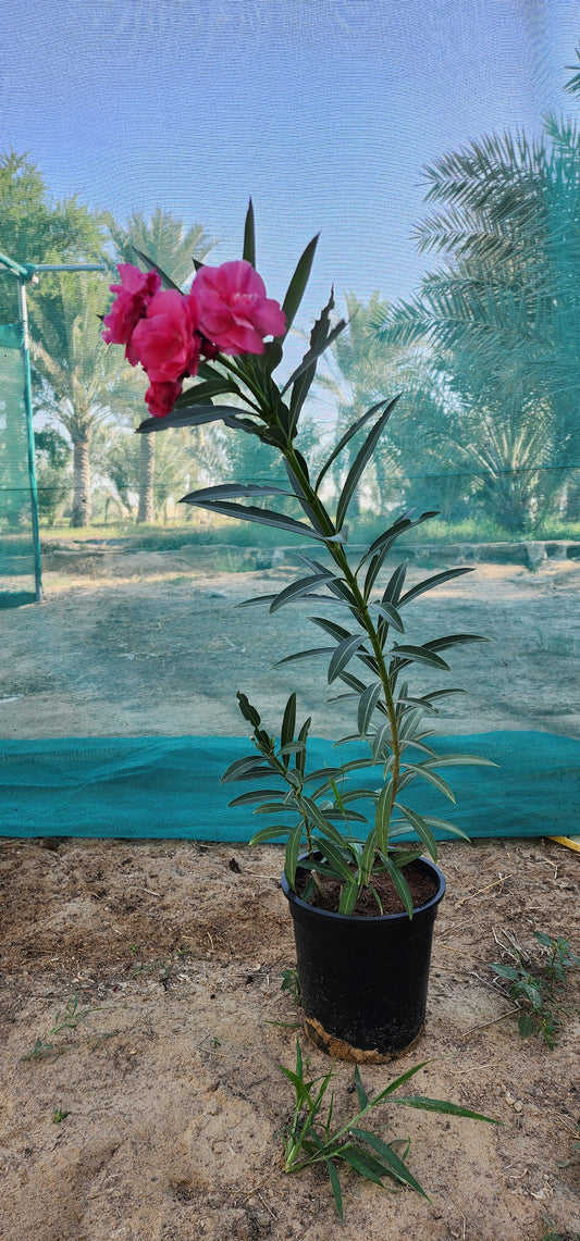 Oleander Flower 70cm