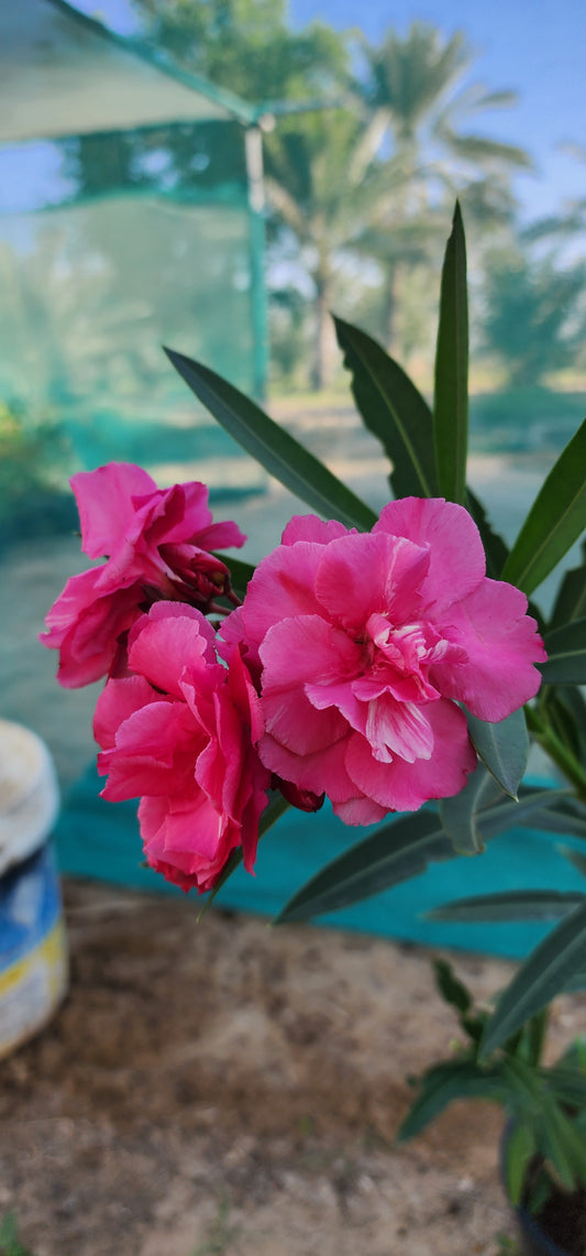 Oleander Flower 70cm