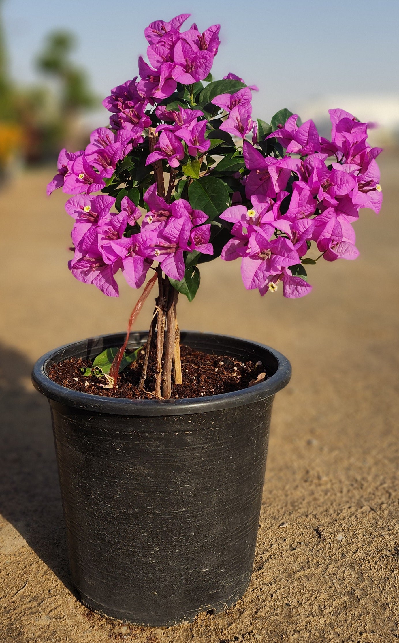 Bougainvillea Purple Plant 30cm -40cm