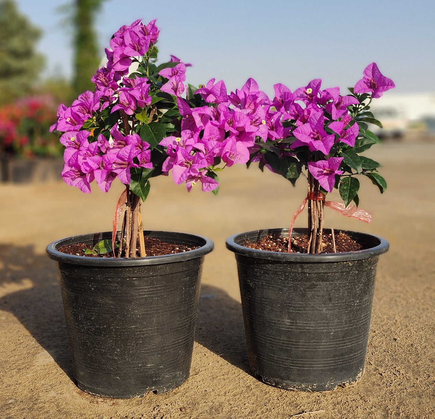 Bougainvillea Purple Plant 30cm -40cm