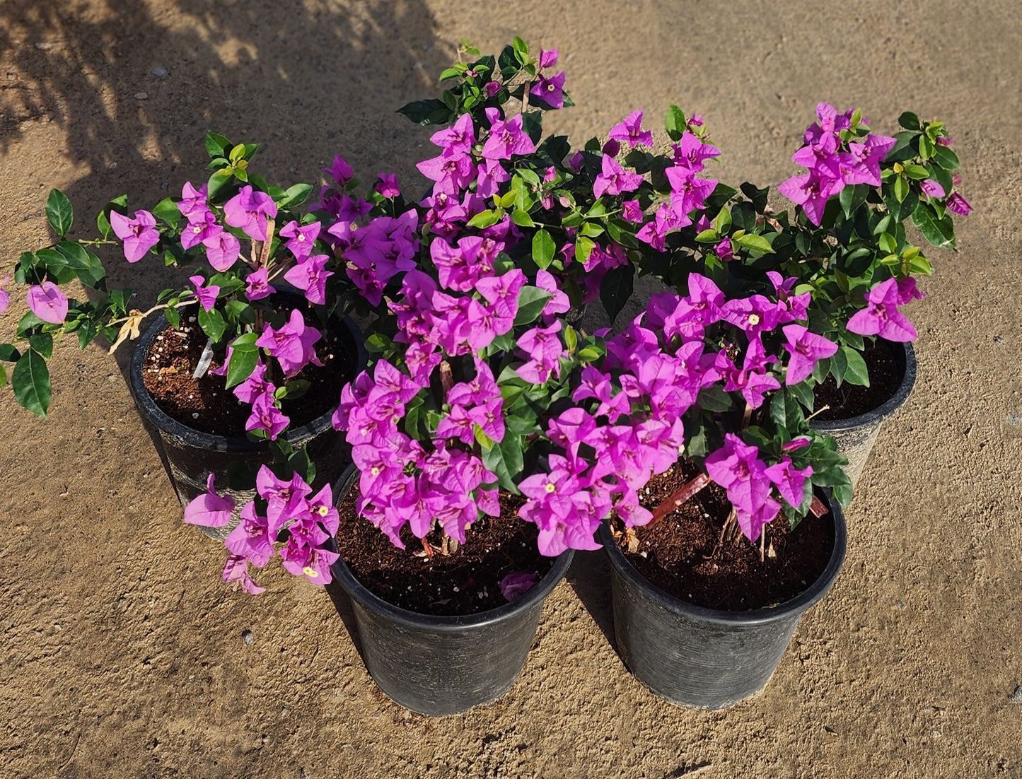 Bougainvillea Purple Plant 30cm -40cm