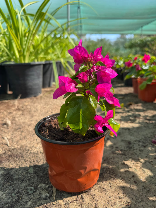 Bougainvillea v13 mix colors