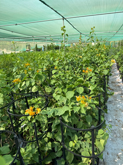 Bougainvillea yellow flower plant 100cm