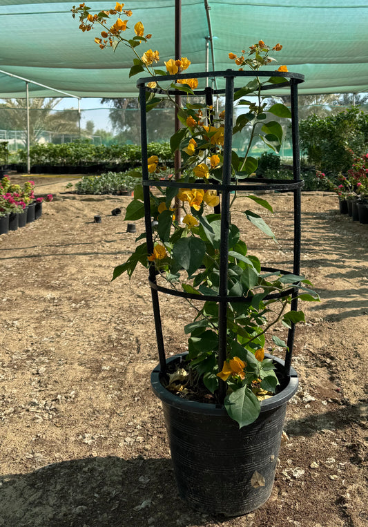 Bougainvillea yellow flower plant 100cm