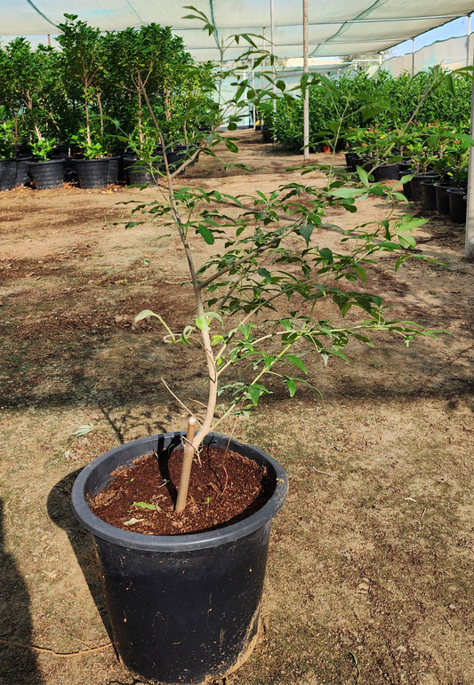 Vitex Agnus Castus " Chaste Tree " 40cm