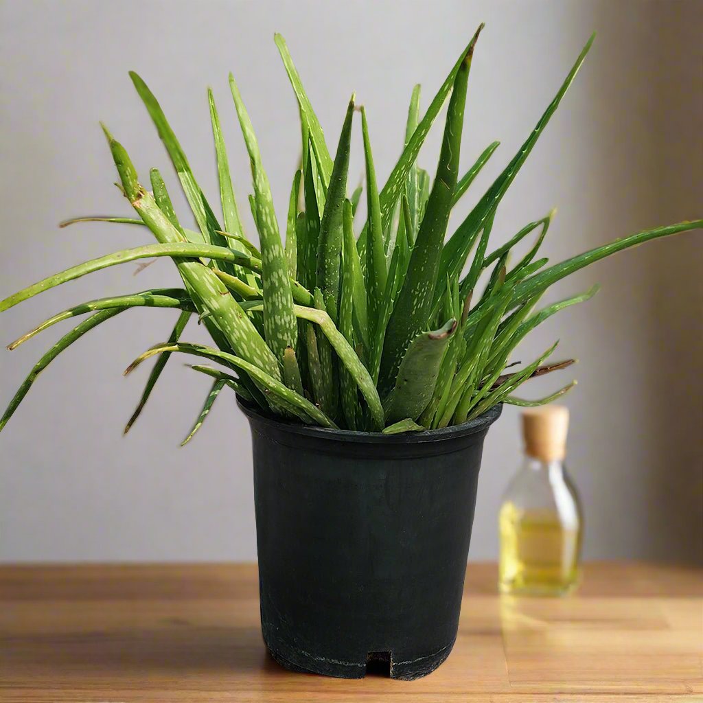 Aloevera Plant 6L