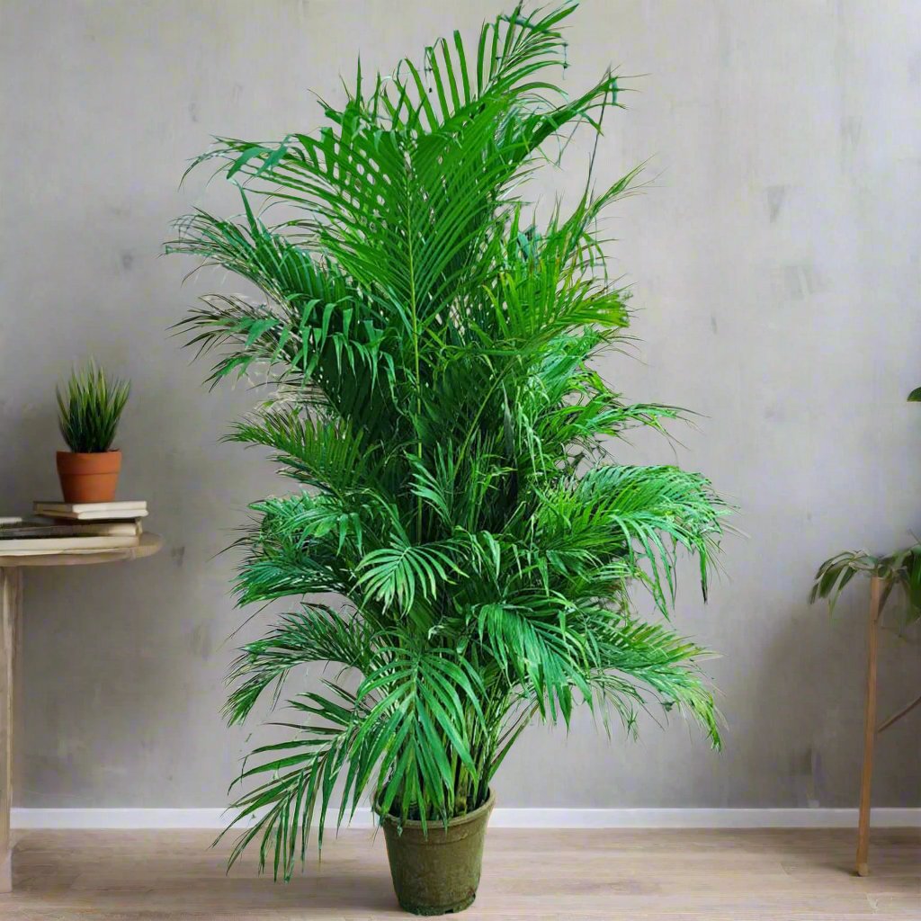 Areca Palm 250cm to 300cm indoor