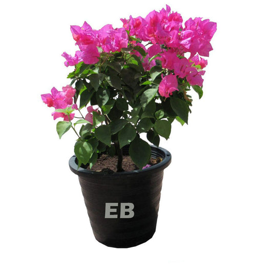 Bougainvillea Pink Flower Dubai 40cm - 180cm