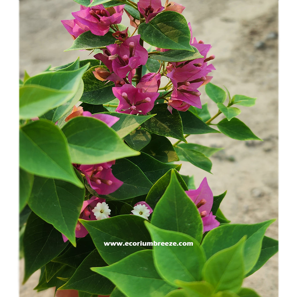 Bougainvillea Pink Pixie 20cm - 30cm