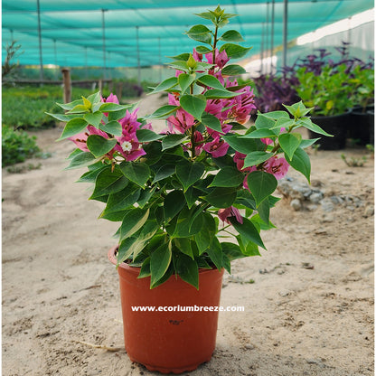 Bougainvillea Pink Pixie 20cm - 30cm