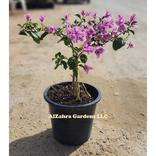 Bougainvillea Purple Plant 30cm -40cm