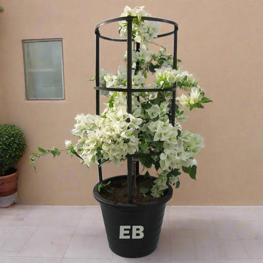 Bougainvillea White Plant Dubai 100cm