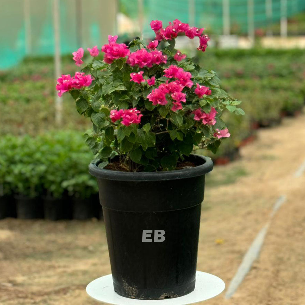 Bougainvillea pink in black pot