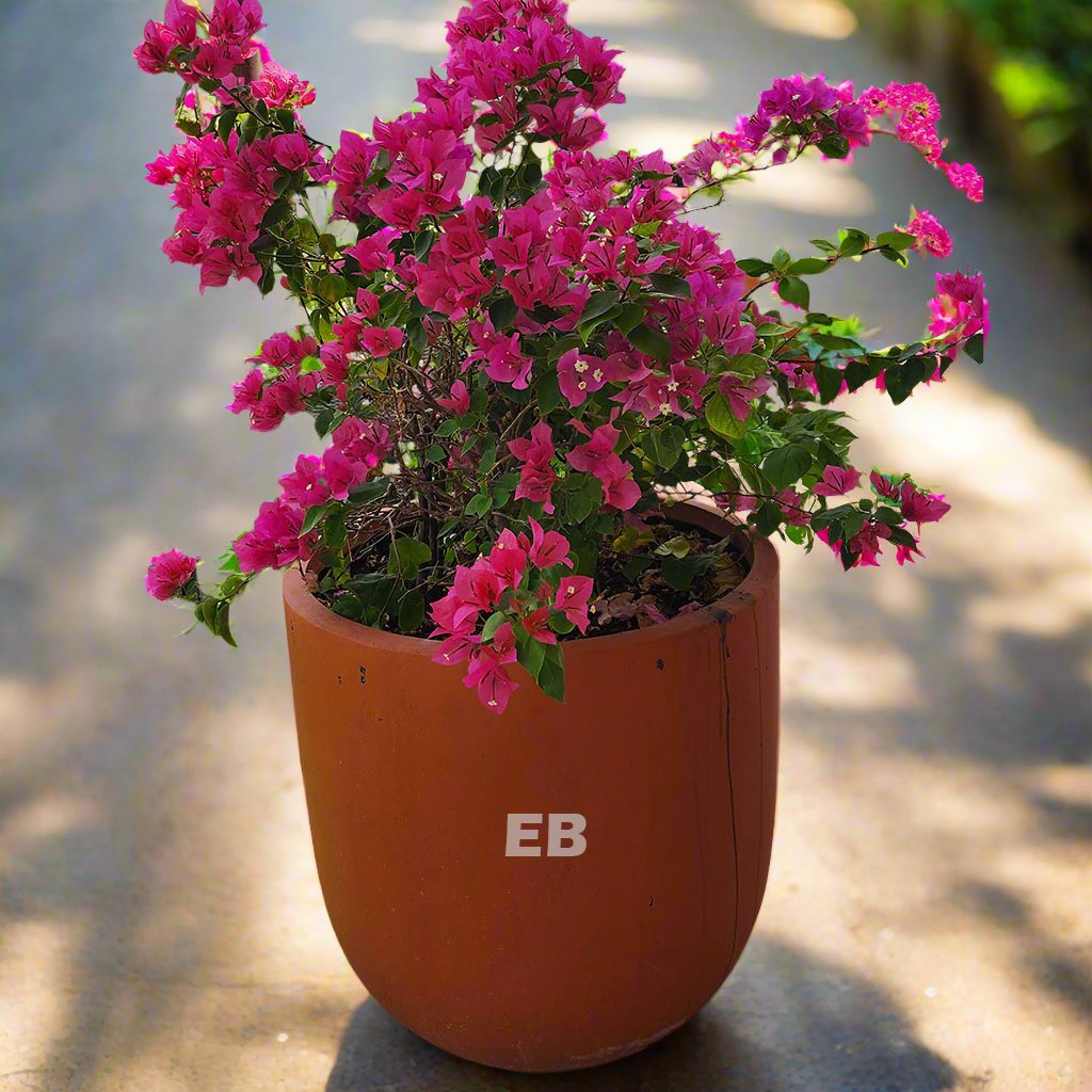 Bougainvillea pink in terracotta pot