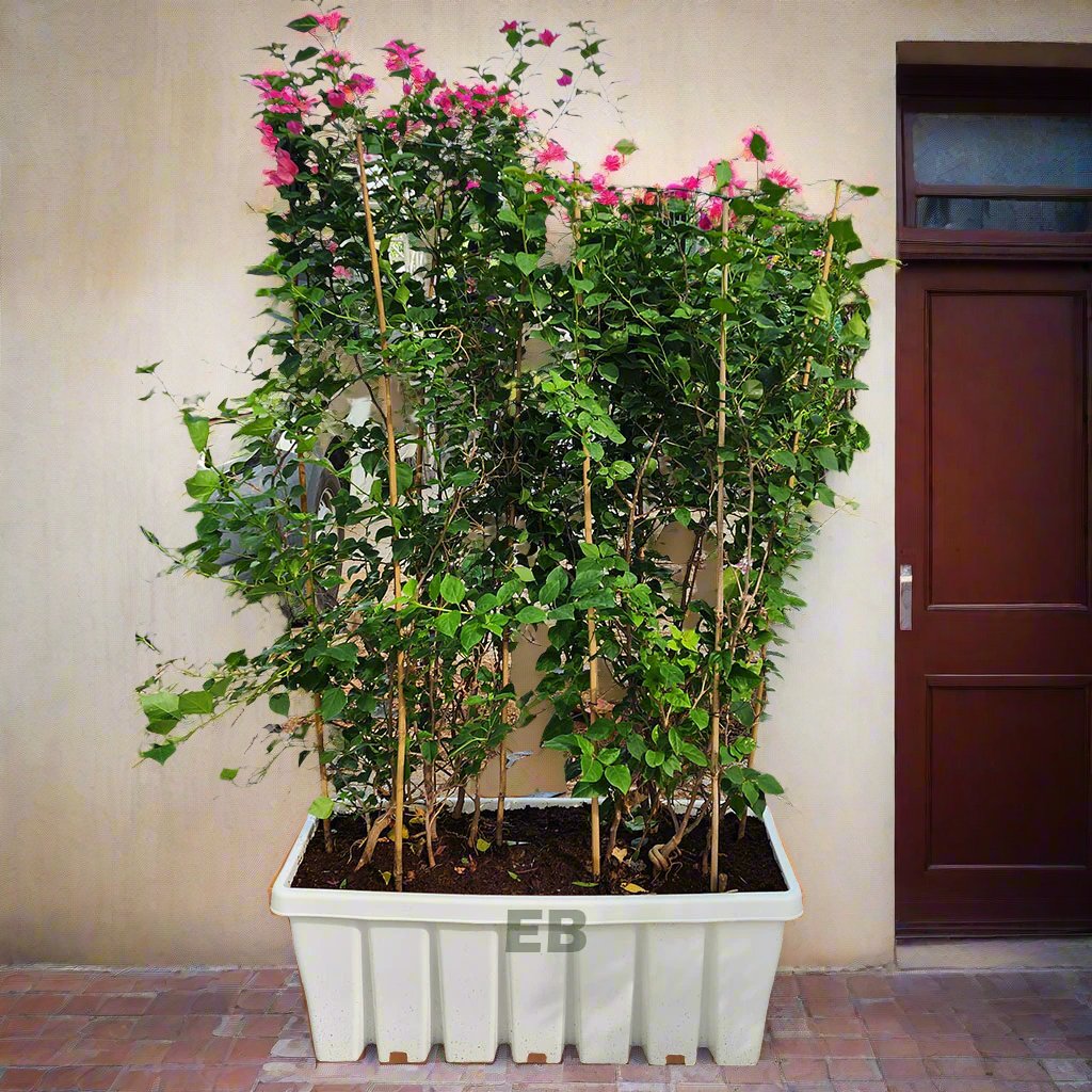 Bougainvillea with planter box for privacy wall 180cm..