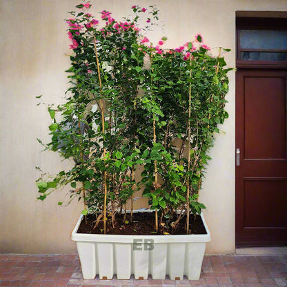 Bougainvillea with planter box for privacy wall 180cm..