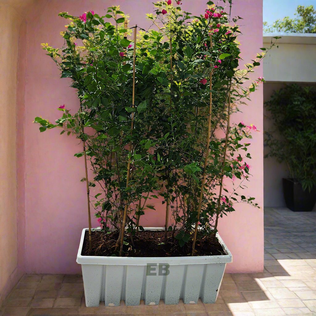 Bougainvillea with planter box for privacy wall 180cm