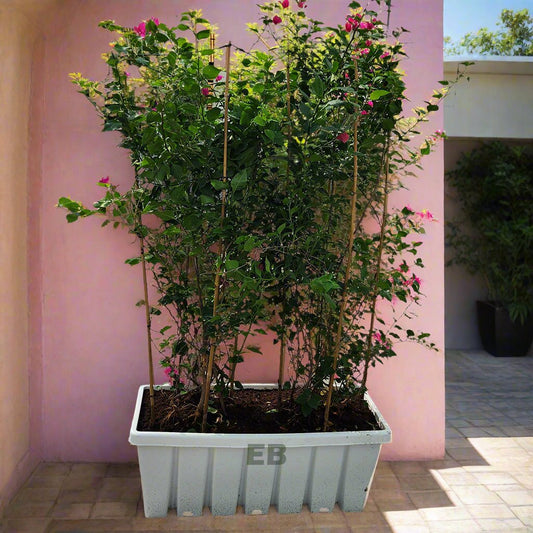 Bougainvillea with planter box for privacy wall 180cm
