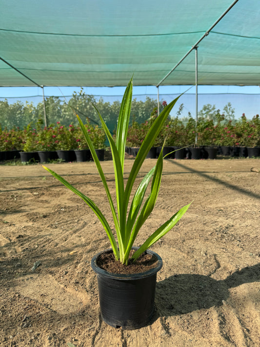 Pandanus plant 40cm