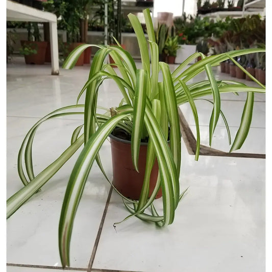 Spider Plant / Chlorophytum Comosom