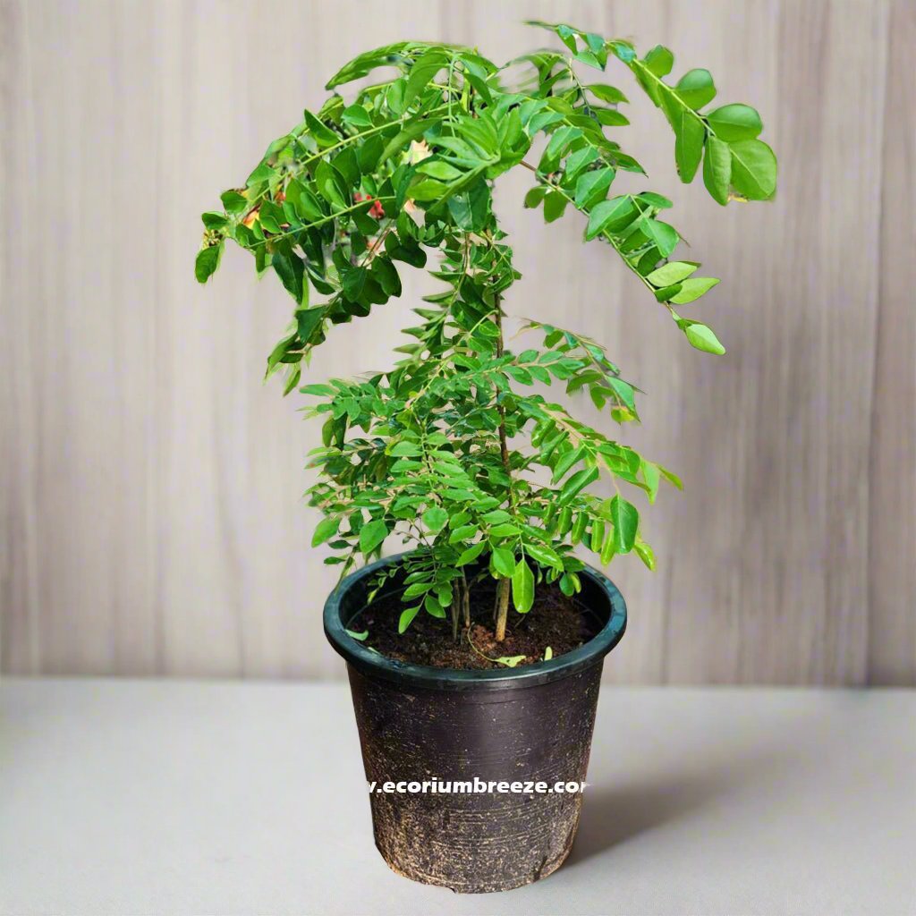 Curry Leaves Plant " Kadi Patta " 40cm