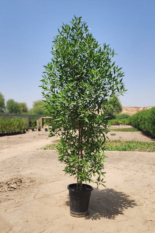 Damas Tree " conocarpus 220cm to 250cm. Best plant for privacy and dividers.