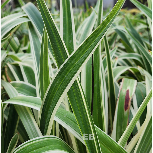 Dianella Tasmanica Variegated 25cm - 30cm