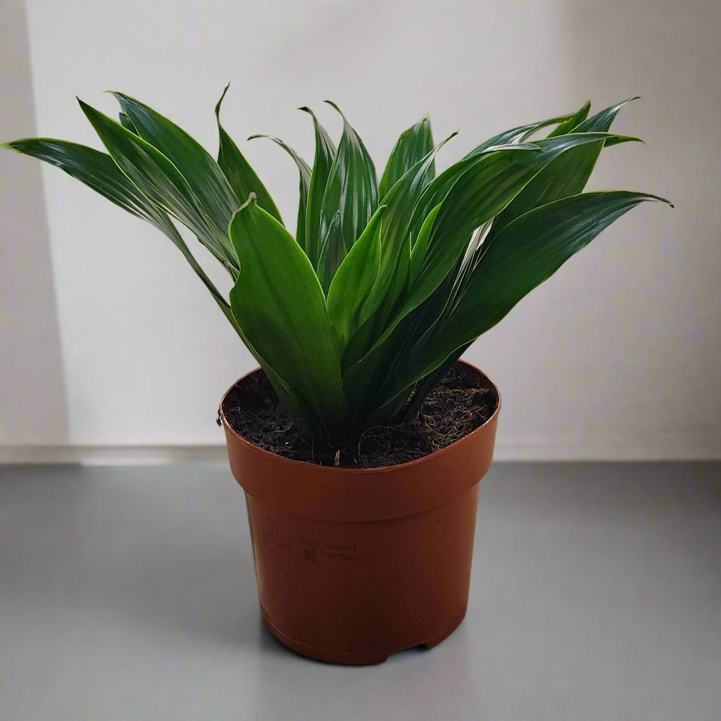 Dracaena Compacta plastic pot 20cm