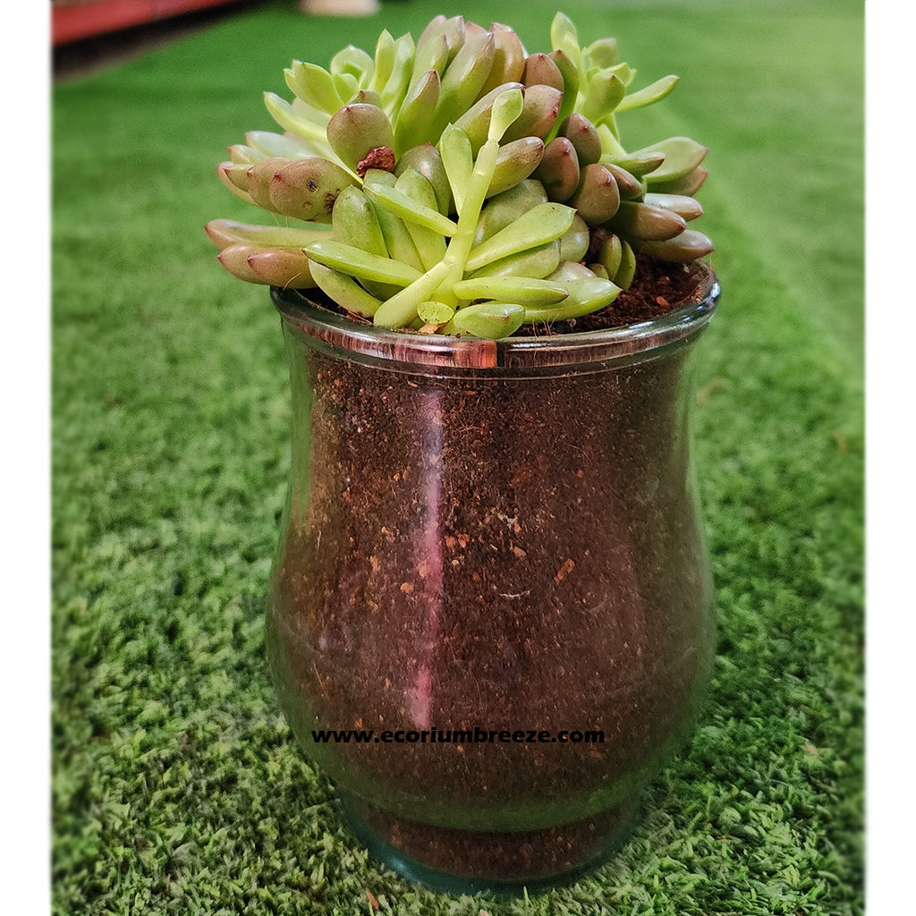 Echeveria Succulent Plant with transparent pot