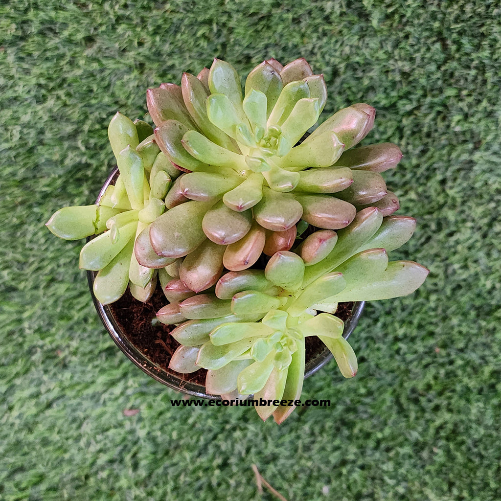 Echeveria Succulent Plant with transparent pot