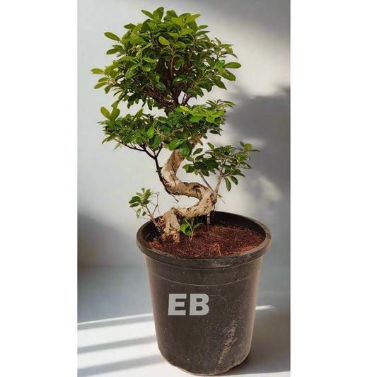 Ficus Bonsai S shape 80cm