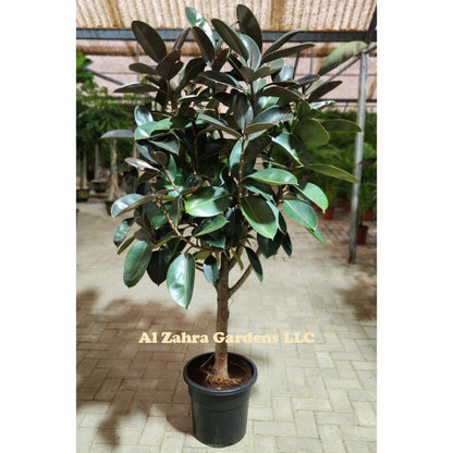 Ficus Elastica " Rubber Plant " Head 120cm -130cm