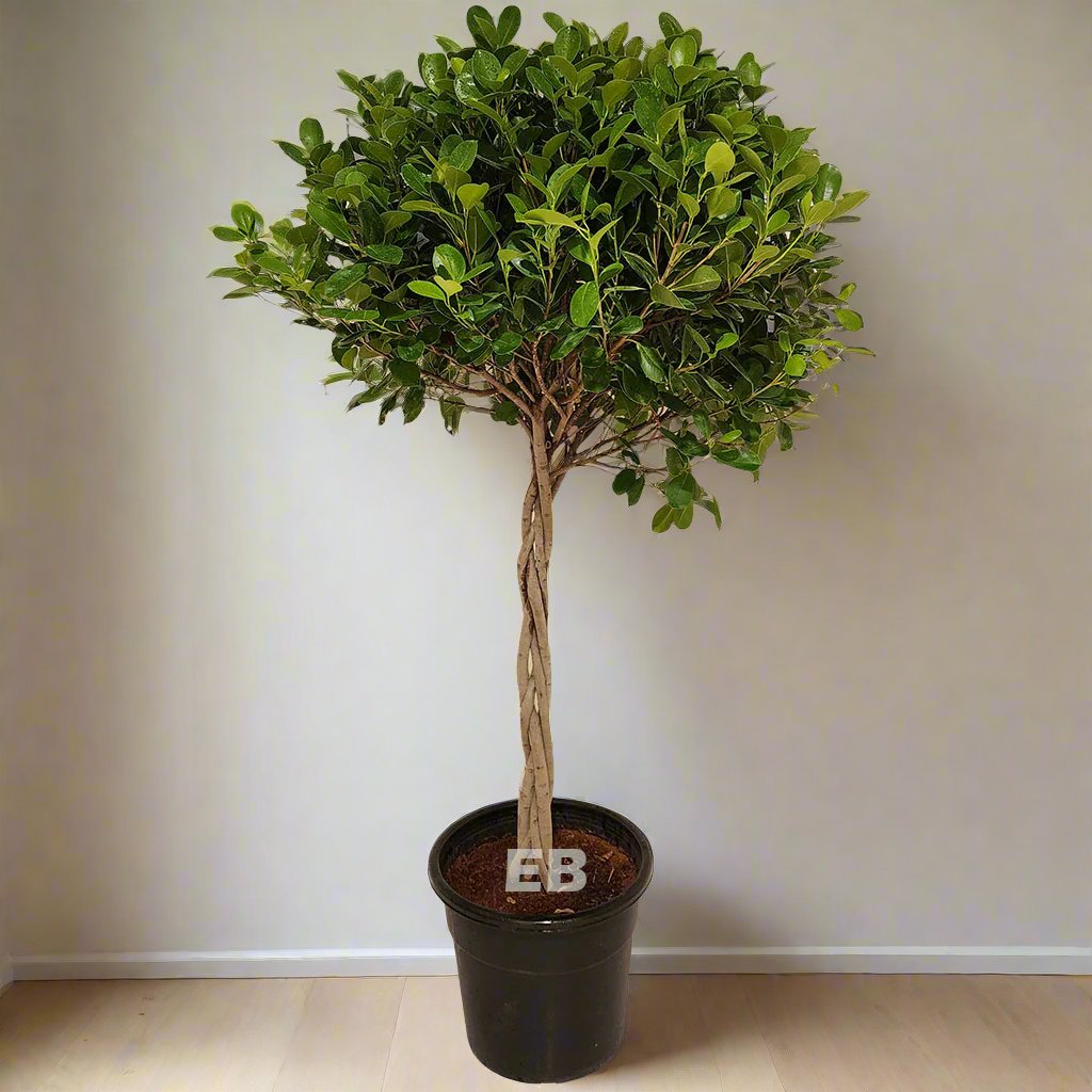 Ficus twisted 120cm to 130cm